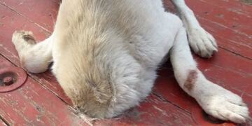 El perro quedó atrapado en un hueco\u002E