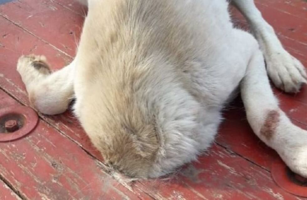 Un perro quedó atrapado en un hueco y debieron llamar a los bomberos