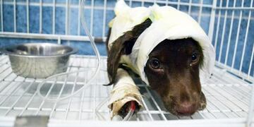 Chocolate fue despellejado por el peluquero condenado y murió al poco tiempo\u002E