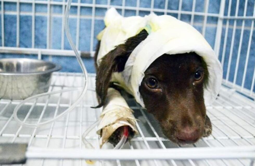 Tiene fecha el juicio por la muerte del perrito Chocolate