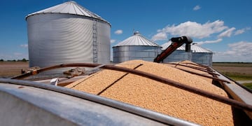 China podría comprar más soja a la Argentina por su pelea con Estados Unidos\u002E (AP)