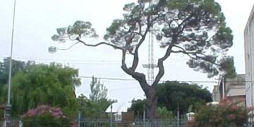 Algunos creían que podría haber sido plantado por una comunidad franciscana en 1796\u002E