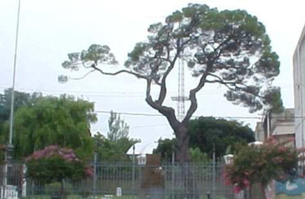 Se develó el misterio: ¿Cuántos años tiene el pino histórico de San Lorenzo?