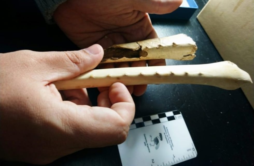 Descubren los restos de un cóndor gigante prehistórico