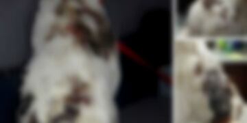 Nueva denuncia por maltrato animal en San Francisco\u002E