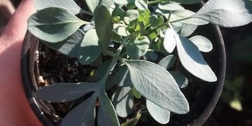 Intercambio de semillas en Villa Allende\u002E