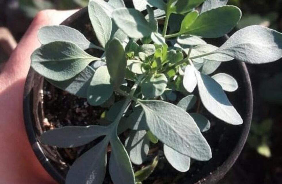 Invitan al octavo intercambio de semillas en Mendiolaza