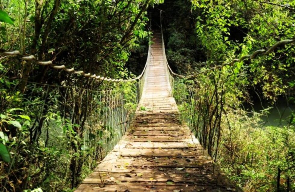 La Selva Misionera fue presentada en la FIT 2019 como "turismo de naturaleza"