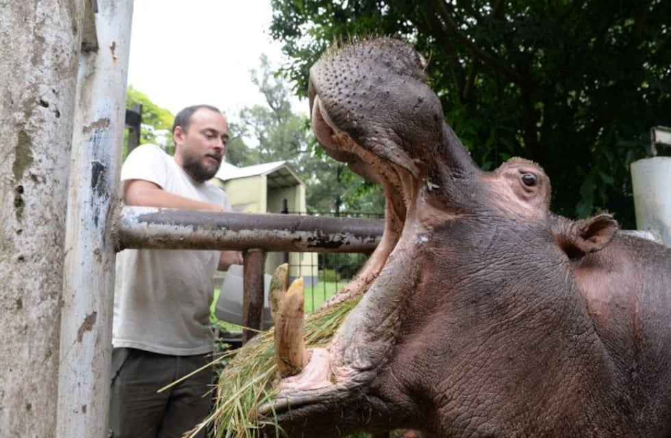 Trasladarán al hipopótamo "Hipólito" del Zoo de La Plata a Sudáfrica