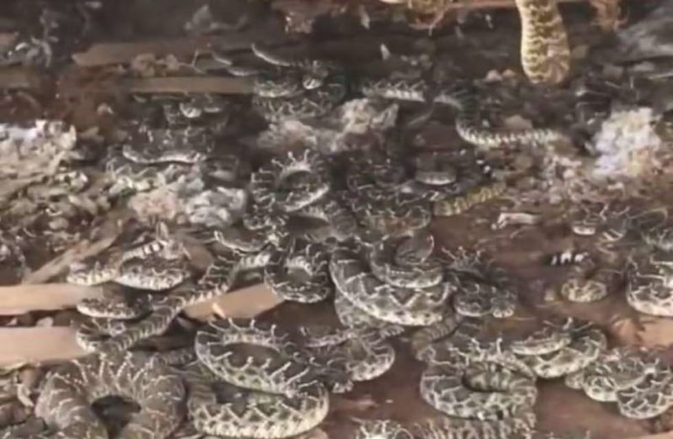 Encontró un nido de serpientes cascabel debajo de su cobertizo