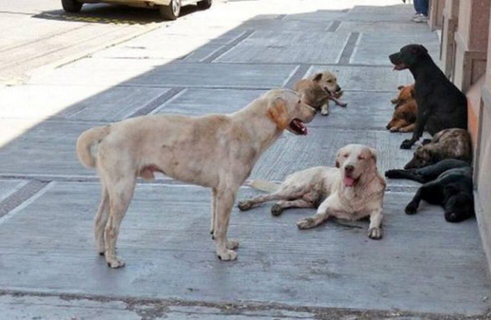 Preocupación en Casilda por la sobrepoblación canina