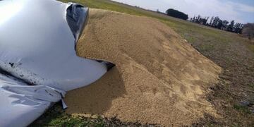 Ruptura de silobolsa