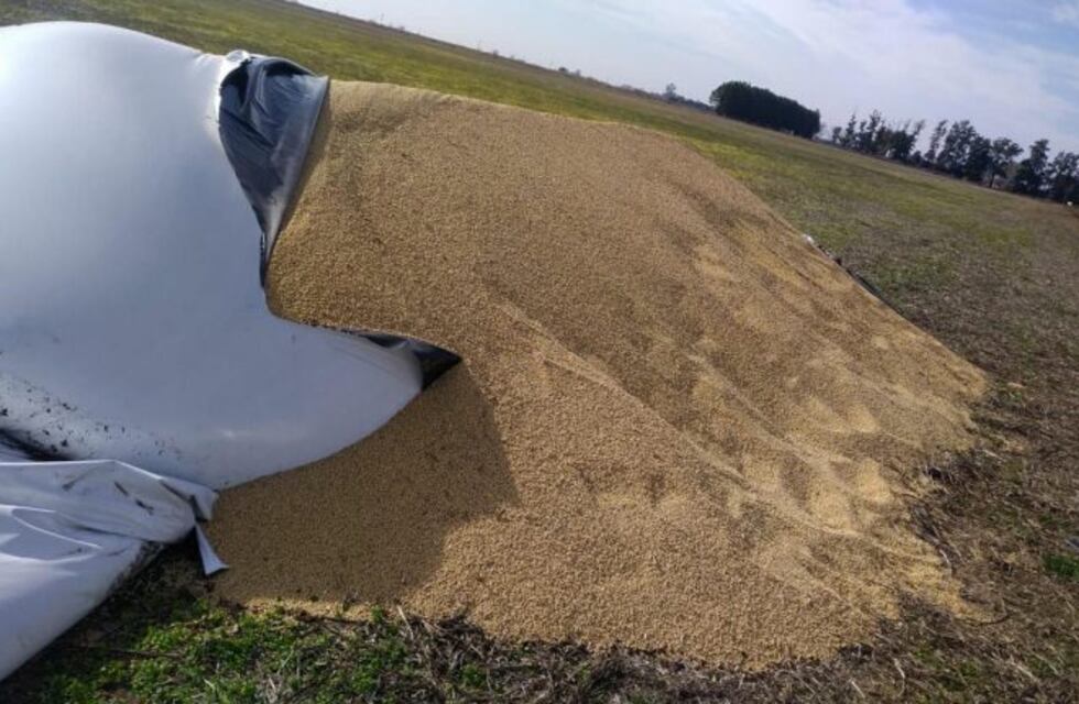 El ministro de Agricultura dijo que está "preocupado y ocupado" con los hechos de vandalismo en el campo