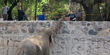 Trasladan elefantes de Mendoza hacia Brasil