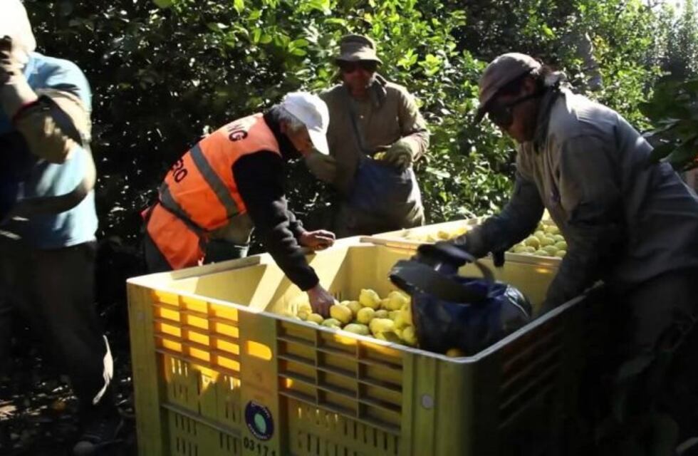 Originarios de Fontana viajaron para la cosecha de limones en Tucumán