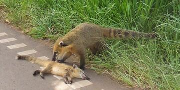 Coatí arrollado en el Parque Nacional Iguazú