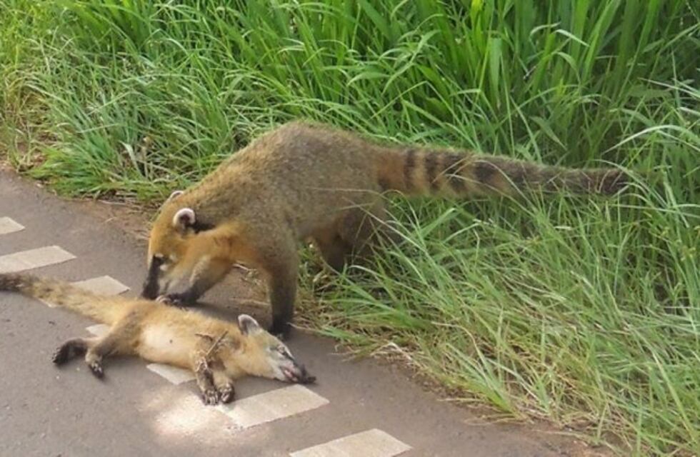 Conductor imprudente atropelló y mató a un coatí en el PN Iguazú