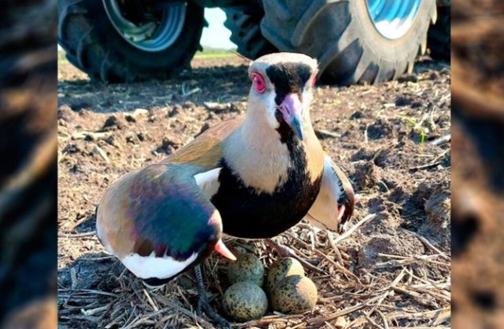El video de un tero que protege sus crías se volvió viral en Entre Ríos