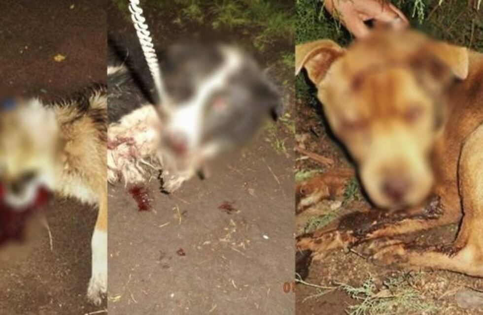 Brutal agresión a tres perros: los atacaron a hachazos
