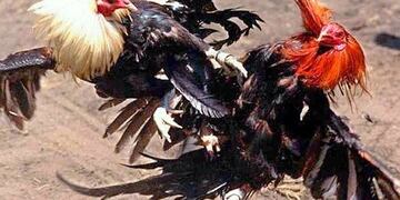 La policía desarticuló un encuentro donde habían organizado riñas de gallos en Maipú\u002E