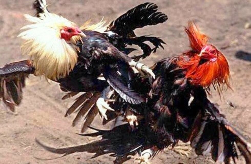 Maipú: Detienen a dos hombres que organizaban peleas de gallos