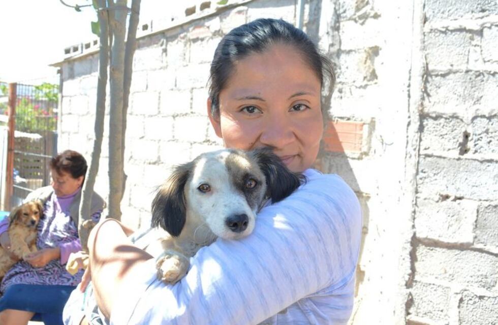 Darán turnos para castrar y vacunar mascotas