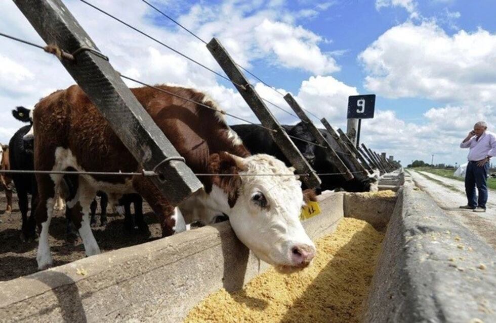 En Mendoza la producción de la carne bovina llega a 15 millones de kilos anual