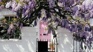 Glicinas, Jardín (Federico López Claro)