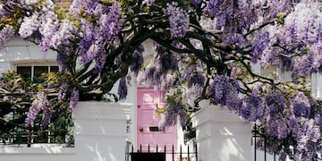 Glicinas, Jardín (Federico López Claro)