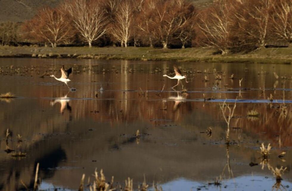 Luego de 10 años la laguna Los Juncos volvió a tener agua