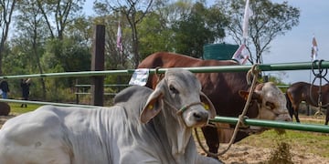 Remate ganadero en Misiones\u002E (Agro)