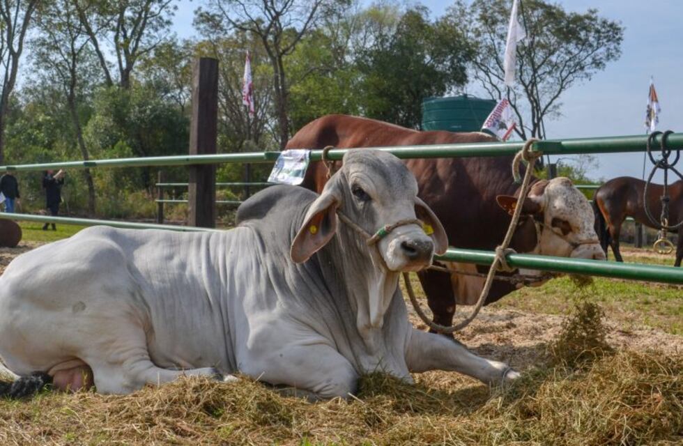 Histórico remate virtual de hacienda en Misiones