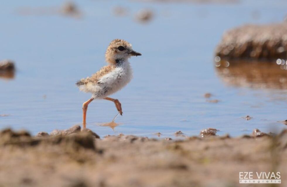 Ansenuza, un mar de oportunidades