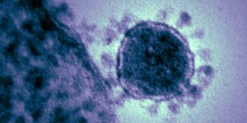 Imagen de archivo de un coronavirus