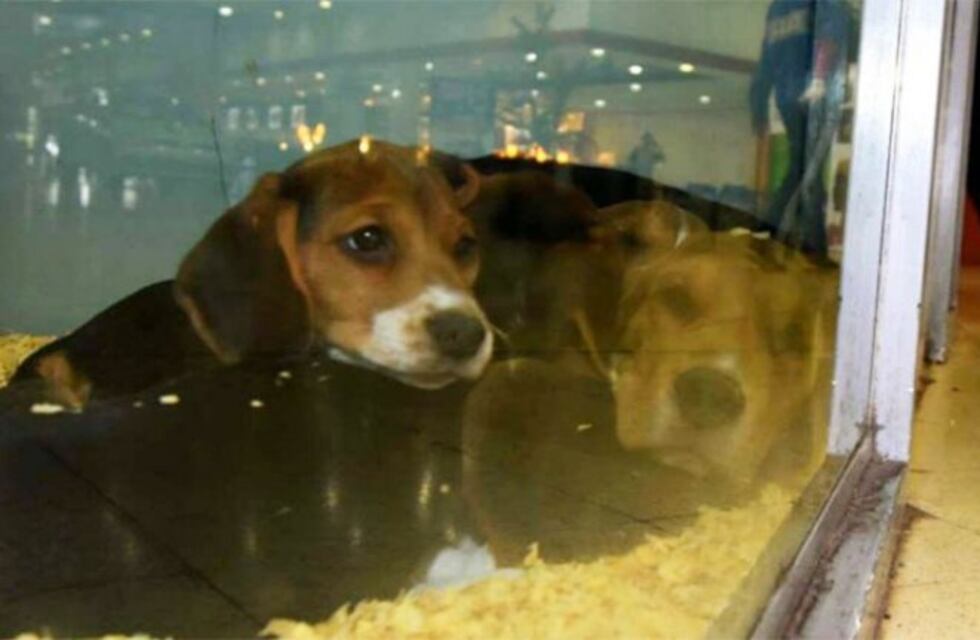 Buscan prohibir la exhibición de animales domésticos en vidrieras