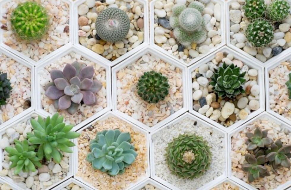 Tips para cuidar nuestros cactus y crasas