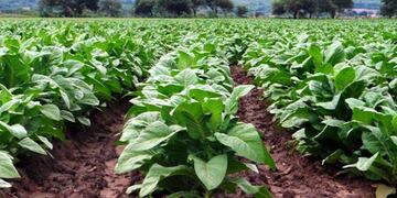 Producción de tabaco (web).