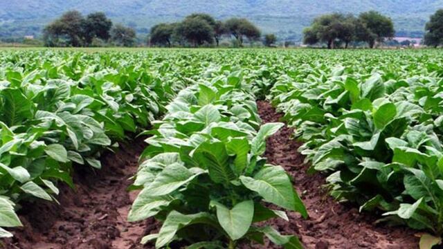 Producción de tabaco (web).