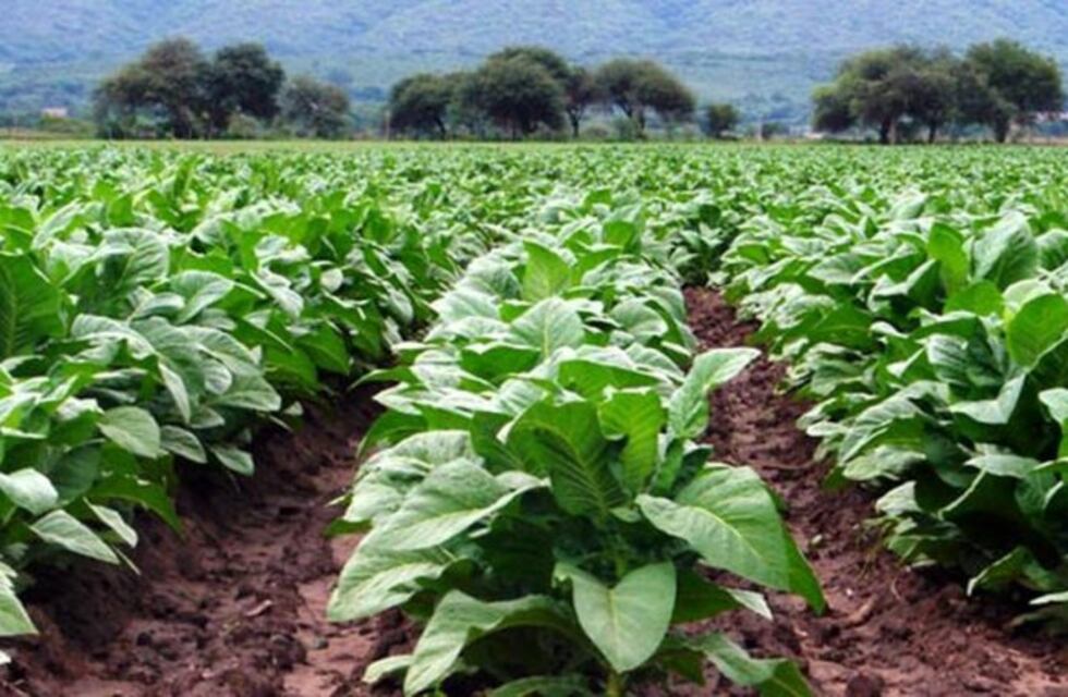 Ya hay fecha para el pago de la Caja Verde a productores tabacaleros
