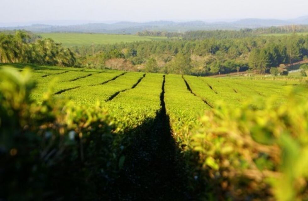 La CoProTé se reunirá mañana en Campo Viera