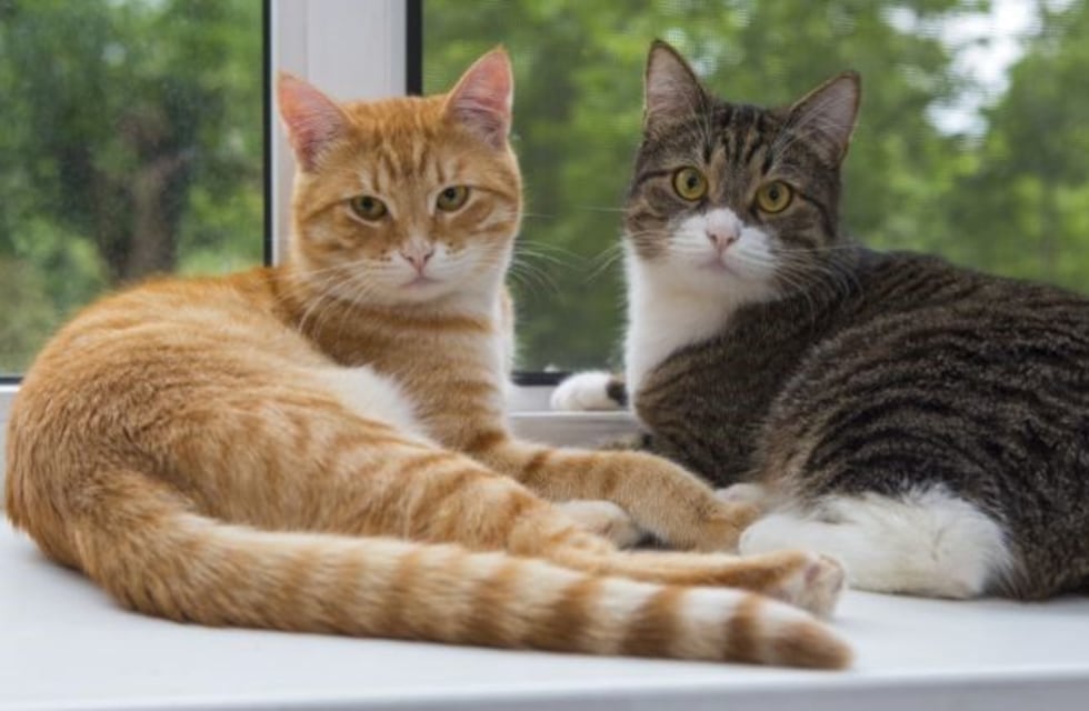 Día Internacional del Gato: por qué se celebra tres veces al año