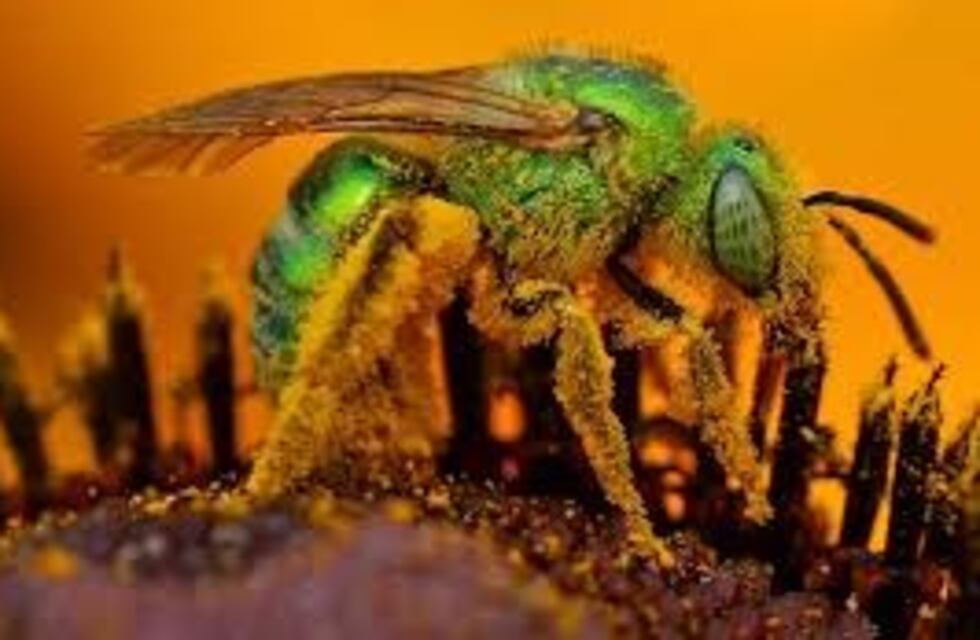 Fue al médico por un ojo hinchado y tenía cuatro abejas vivas adentro