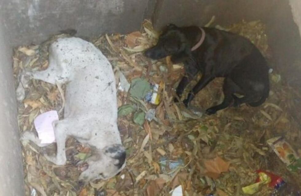 Detuvieron a un hombre por arrojar dos perros por una alcantarilla: lograron salvar solo a uno