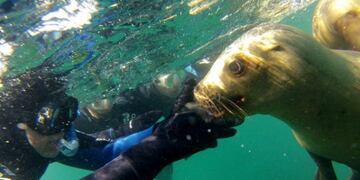 Buceo en Puerto Madryn
