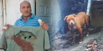 Perro peligroso ataca a una bebé en Villa Urquiza (foto Eldoce\u002Etv)\u002E