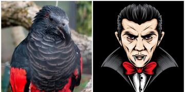 Loro de Pesquet, más conocido como \