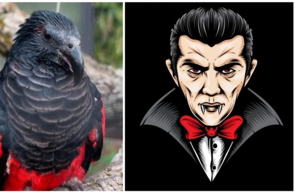 El "loro Drácula": un ave exótica, que espanta y enamora