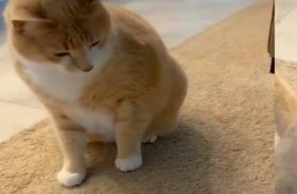 Un gato pierde al tateti y su reacción se hizo viral en las redes sociales