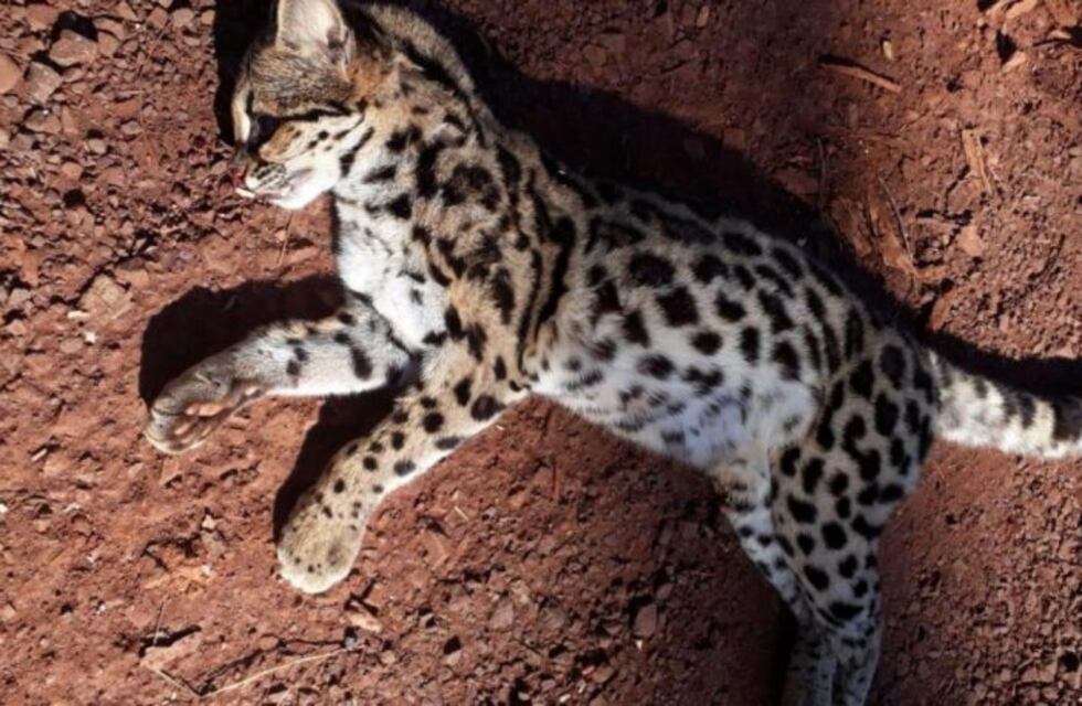 Murió atropellado un cachorro de ocelote en Puerto Esperanza