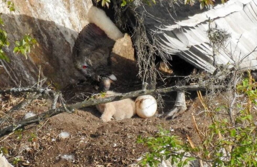 Los primeros minutos de vida de un cóndor pichón en Los Gigantes